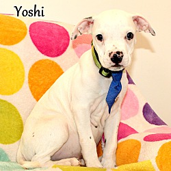Thumbnail photo of Yoshi ~ meet me! #2