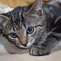 Photo of Marbles Kitten