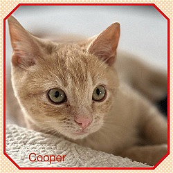 Photo of Cuddly Cooper