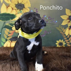 Photo of Ponchito