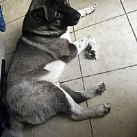 adopt a pet