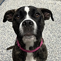 adopt a pet