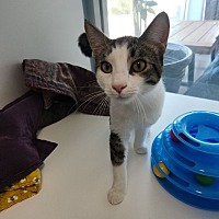 adopt a pet