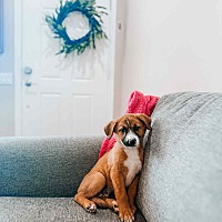 adopt a pet
