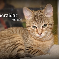 Thumbnail photo of Esmeraldar #1