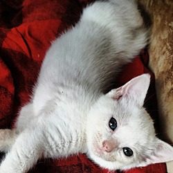 Thumbnail photo of White kitten #2