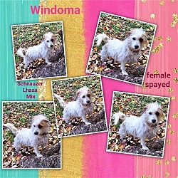 Thumbnail photo of Windoma #4