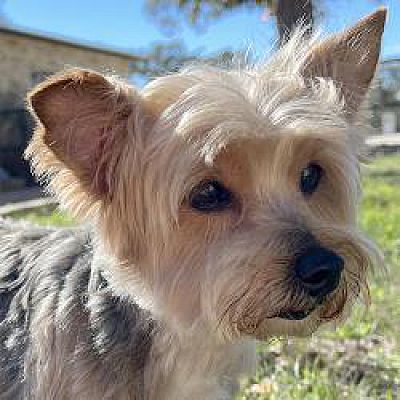 Yorkie Spring Spring Branch, TX - Yorkie, Yorkshire Terrier. Meet Summer a Pet for ...
