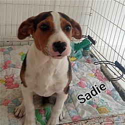 Thumbnail photo of S Litter Sadie #1
