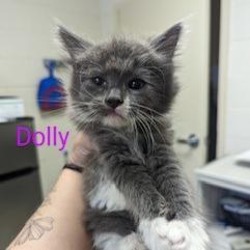 Photo of Dolly