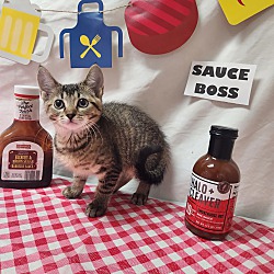 Thumbnail photo of Sauce Boss #3