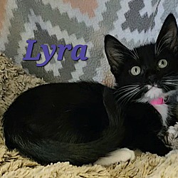 Thumbnail photo of Lyra #3