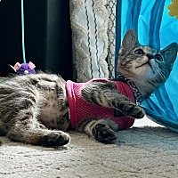 adopt a pet
