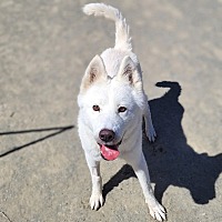 adopt a pet