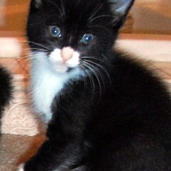 Thumbnail photo of scamper kitten #3
