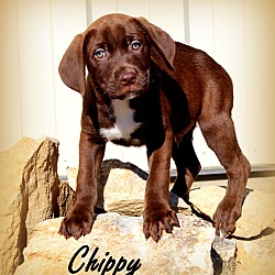 Thumbnail photo of Chippy~adopted! #2