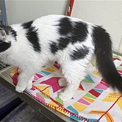 Photo of Otis - Black & White Cat #18
