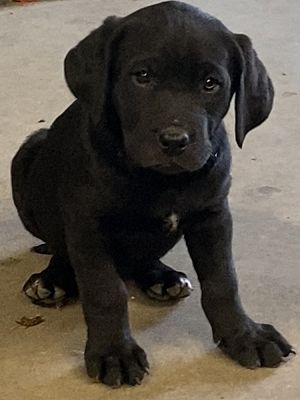 Aurora, CO - Doberman PinscheLabrador Retriever. Meet Crue a Pet for