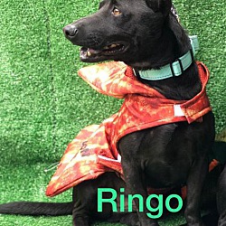 Photo of Ringo