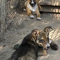 Thumbnail photo of Shepherd  X Puppies #3
