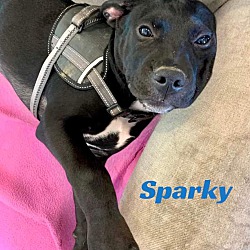 Thumbnail photo of SPARKY #4