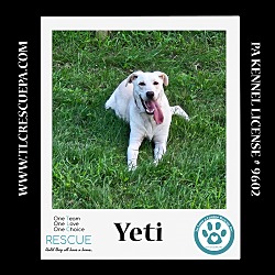 Thumbnail photo of Yeti (Cartoon Cuties) 072024 #1