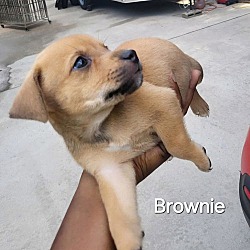 Thumbnail photo of Puppy Brownie #1