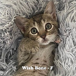 Thumbnail photo of Wish Bone Kitten #3