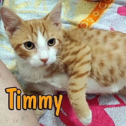 Thumbnail photo of Timmy #1