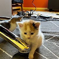 adopt a pet