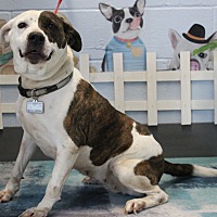 adopt a pet