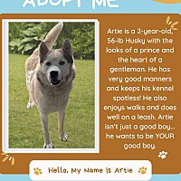 adopt a pet