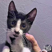 adopt a pet