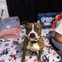 adopt a pet