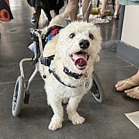 adopt a pet