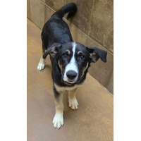 adopt-pet