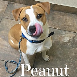 Thumbnail photo of Peanut (Courtesy Listing) #1