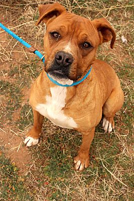 Lubbock, TX - Boxer/Mastiff. Meet Poncho a Pet for Adoption - AdoptaPet.com