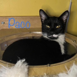 Thumbnail photo of Paco #3