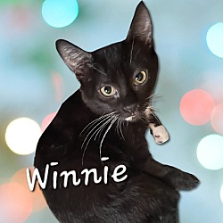 Thumbnail photo of Winnie #sweet-tuxedo #1