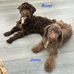 Thumbnail photo of Juno #2