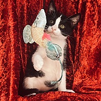 adopt a pet