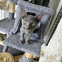 adopt a pet