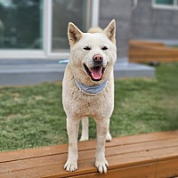 adopt-pet