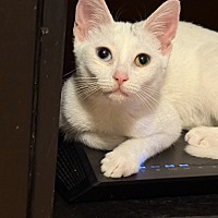 adopt a pet