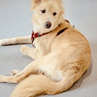 adopt-pet