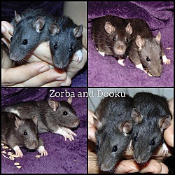 Photo of Zorba and Dooku