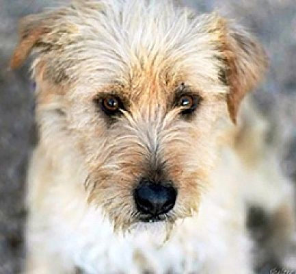 Tucson, AZ - Wheaten Terrier. Meet Frankie a Pet for Adoption.