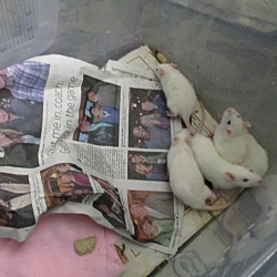 Thumbnail photo of 11 BABY WHITE RATS! #4