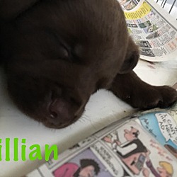 Thumbnail photo of Killian-Adopted! #2